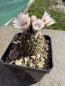 Preview: Turbinicarpus ysabelae